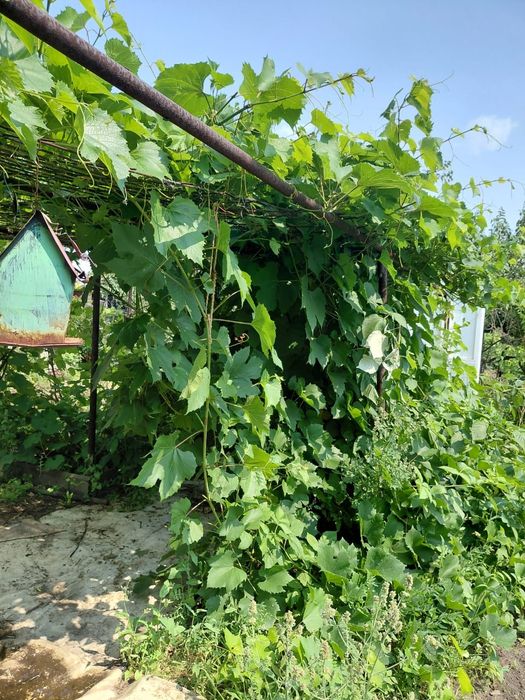 Продам дачу в" Чапаева"