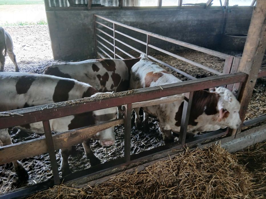 Animale domestice