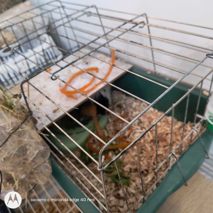 Подарявам морски свинчета