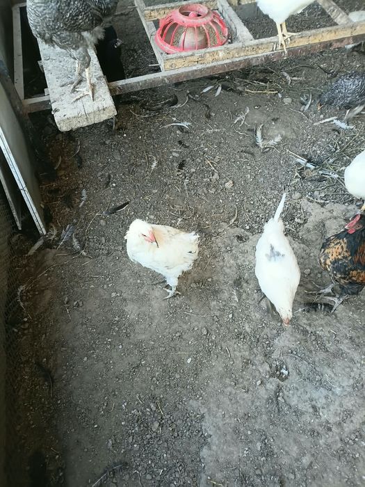 продам домашних курей
