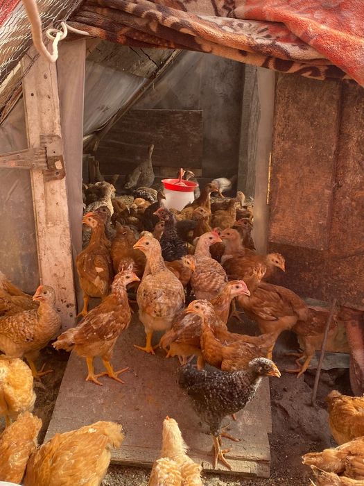 Vând pui rasa mixta 5 saptamani