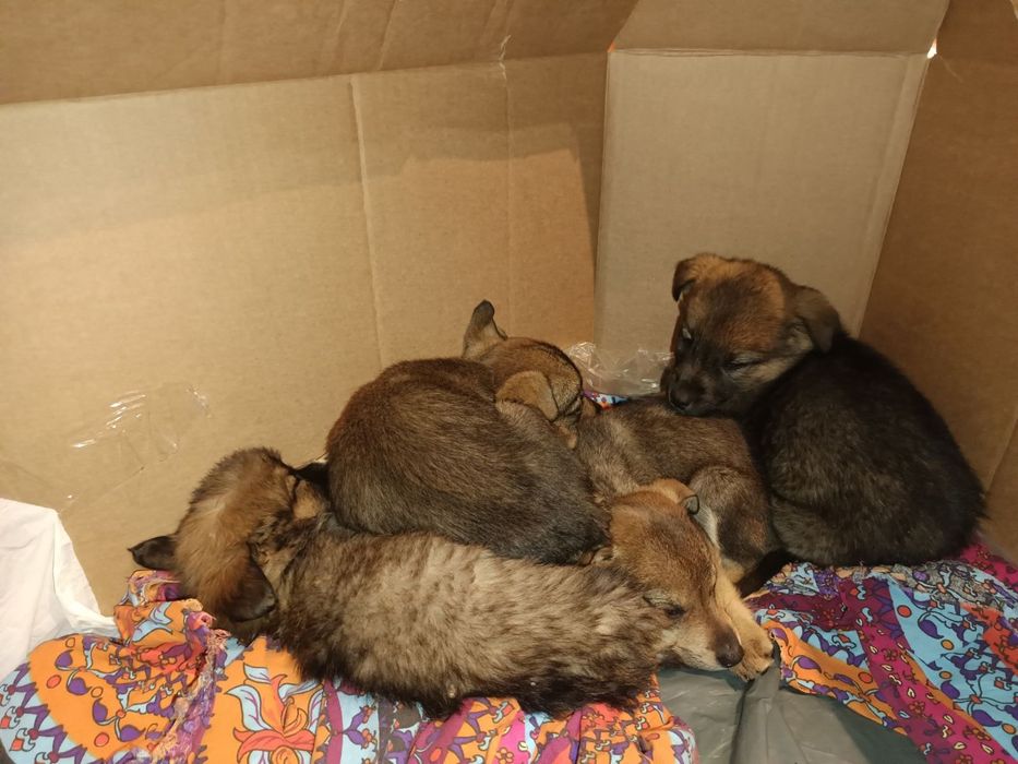 Кученца Подарявам, СПЕШНО в град Пловдив!