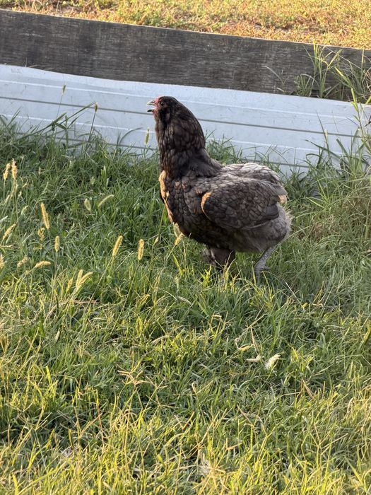 Gaini araucana  tineret