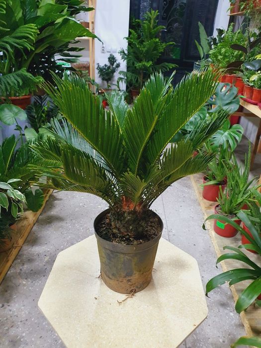 Sikas цыкас пальма