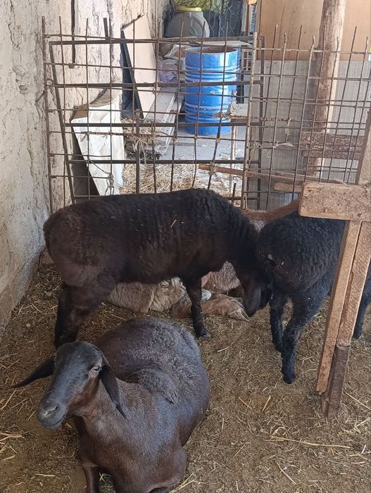 Qoy sotiladi bolasi 4-5oyli