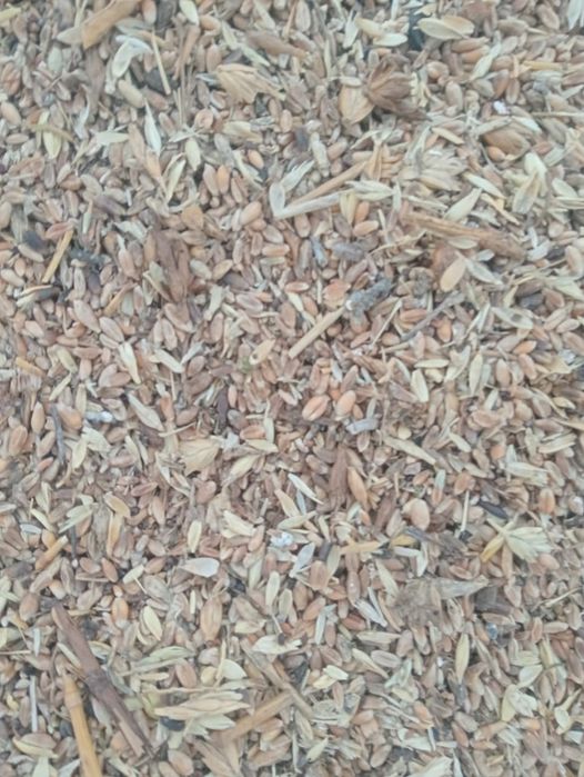 Зерноотходы  пшеничные