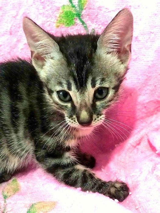 Бенгальские котята