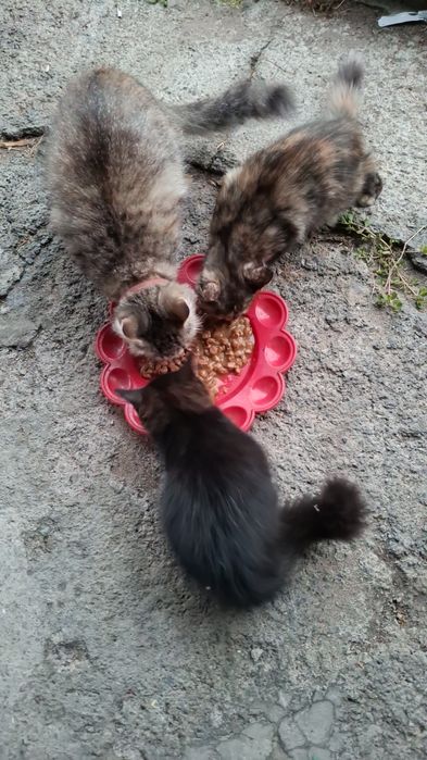 Отдам котят бесплатно