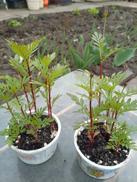 Продам цветы бархатцы -35 тг, и пальма красная -100 тг