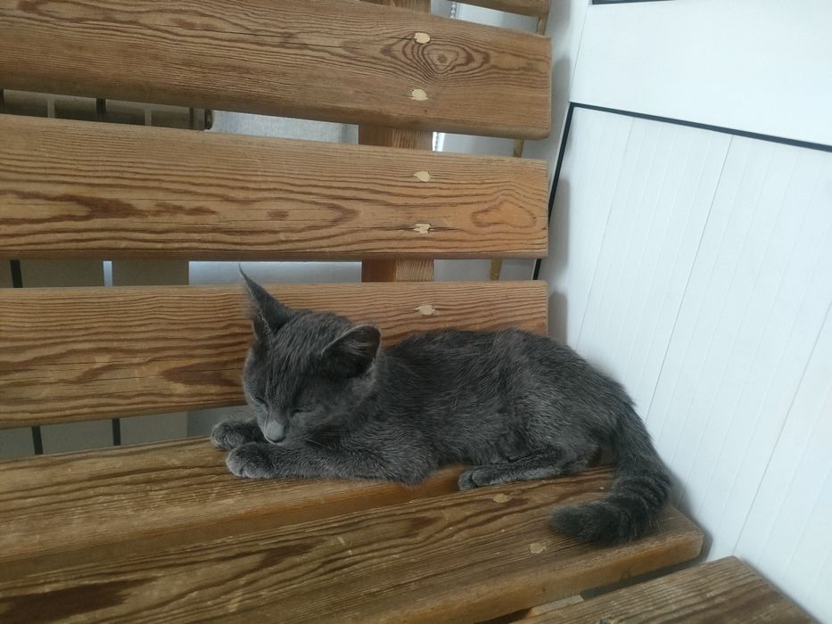 Отдам котенка в хорошие руки