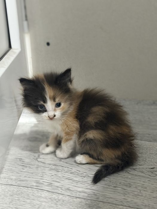 Отдам котят , очень милые