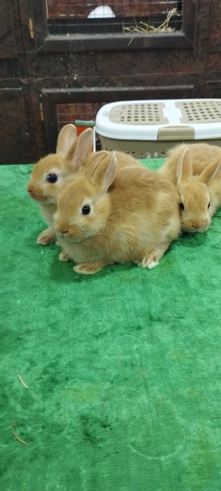 Кролики продажа  Узбекистан