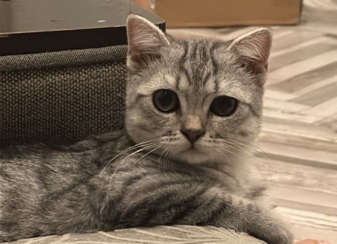Срочно продам котят