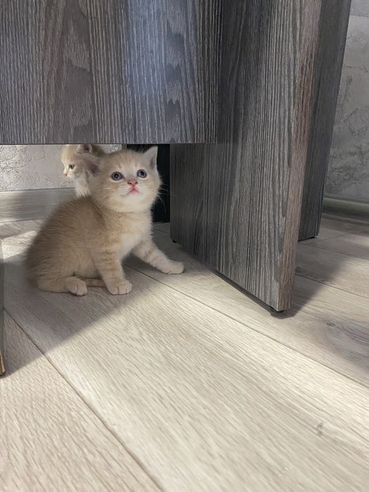 Отдам котят девочка и мальчик