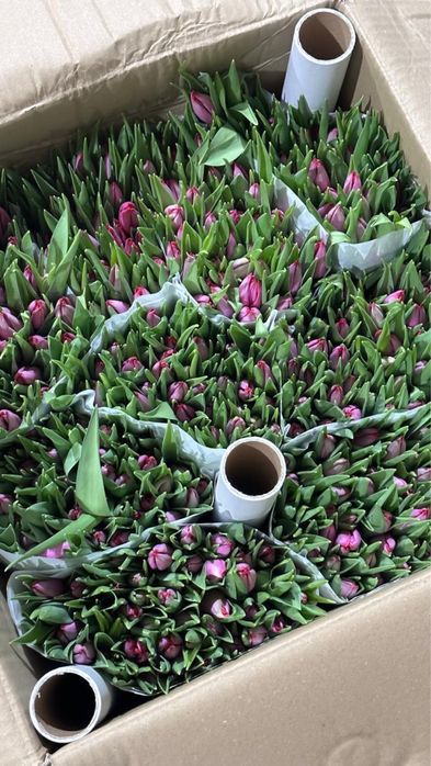 Тюльпаны оптом от 1000шт