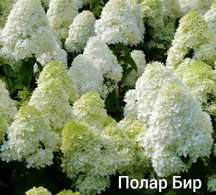 Гортензия Бонфаер новинка Bonfire