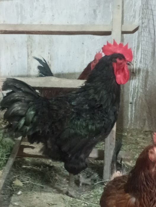 Qora shaxzoda 1+1 Кора шахзода