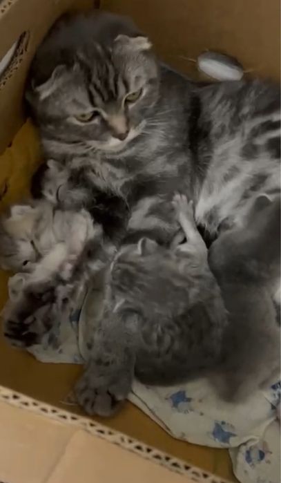 шотланский британский кошки
