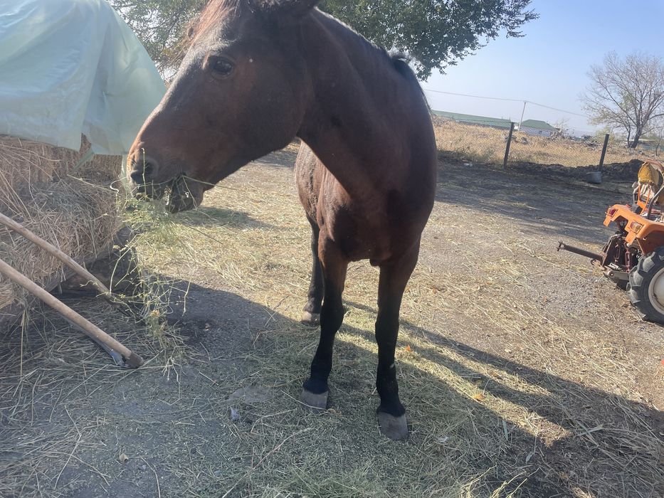 Жылқы  сатам продам кобылу