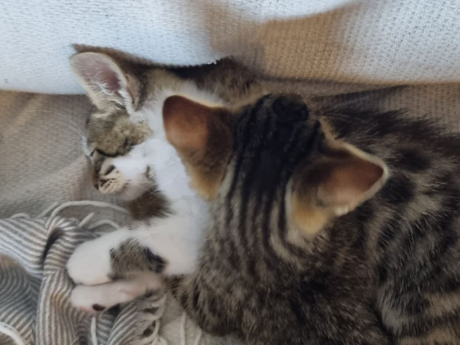 Подарявам малки котета!