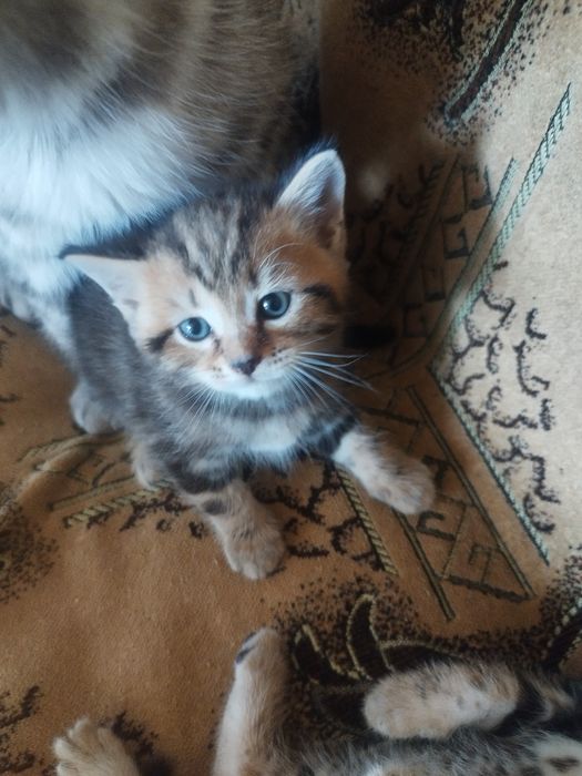 Отдам даром котят