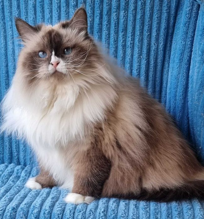 Сибирска-невска маскардна