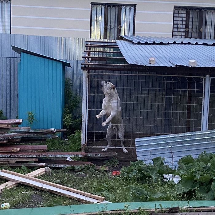 Среднеазиатская Овчарка