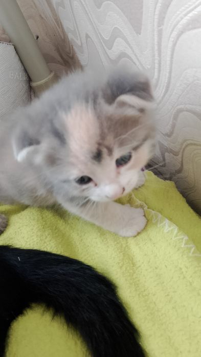 Отдам котят бесплатно