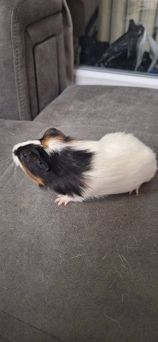 Продам морских свинок