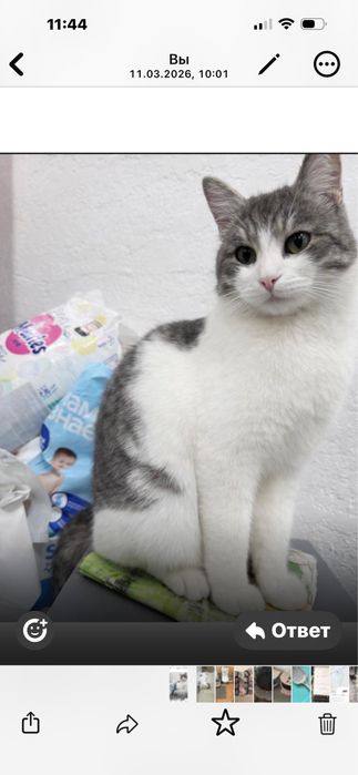 Астана. Пристраивается Мурзик, кастрирован