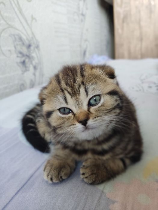 Мушук скотиш фолд