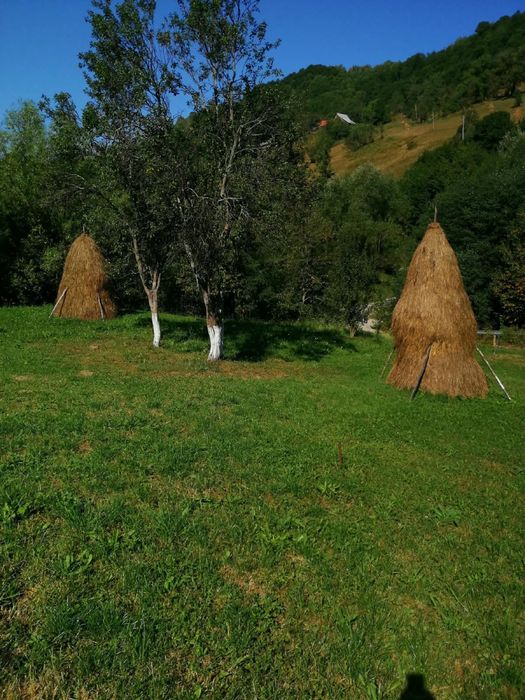 Vând fân cosit anul acesta