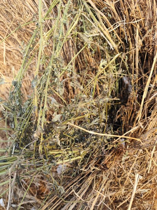 Сено в рулонах, донник (түйежоңышқа), люцерна