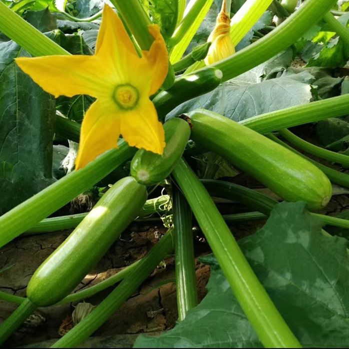 Urug‘ sotiladi. Xitoydan birinchi qo‘l