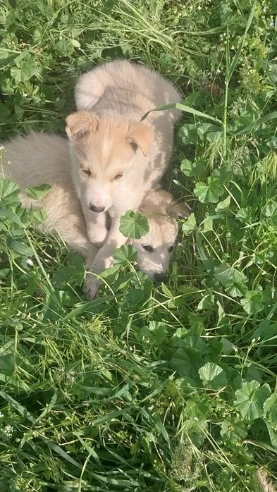 Хаски щенята продаем