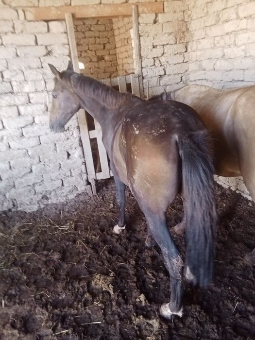 1.5жасар жылкылар сатамын