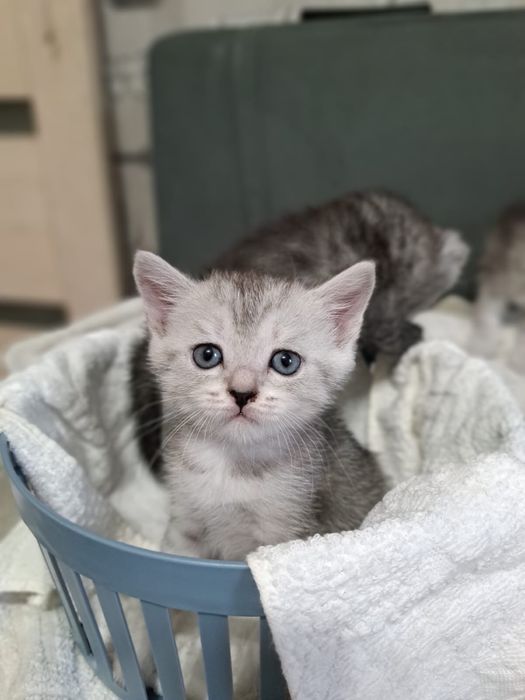 Продам котят шотладских