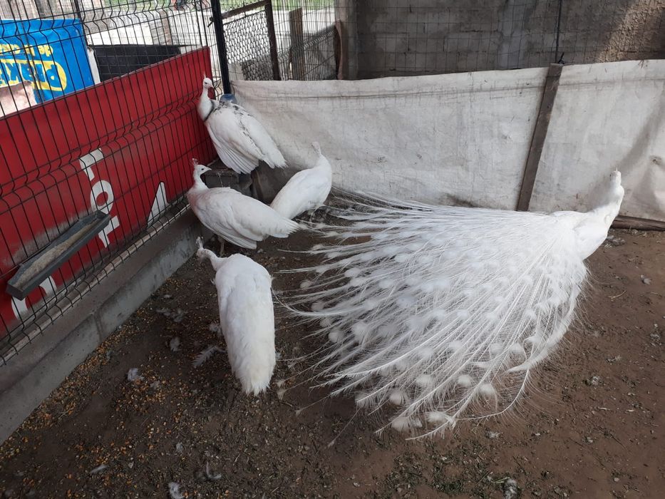 Pauni si paunite mature