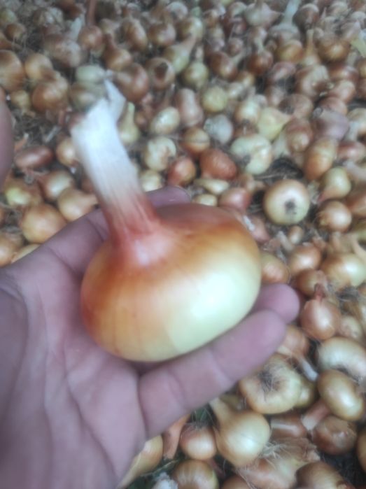 Лук Лясковец/Лясковски 58