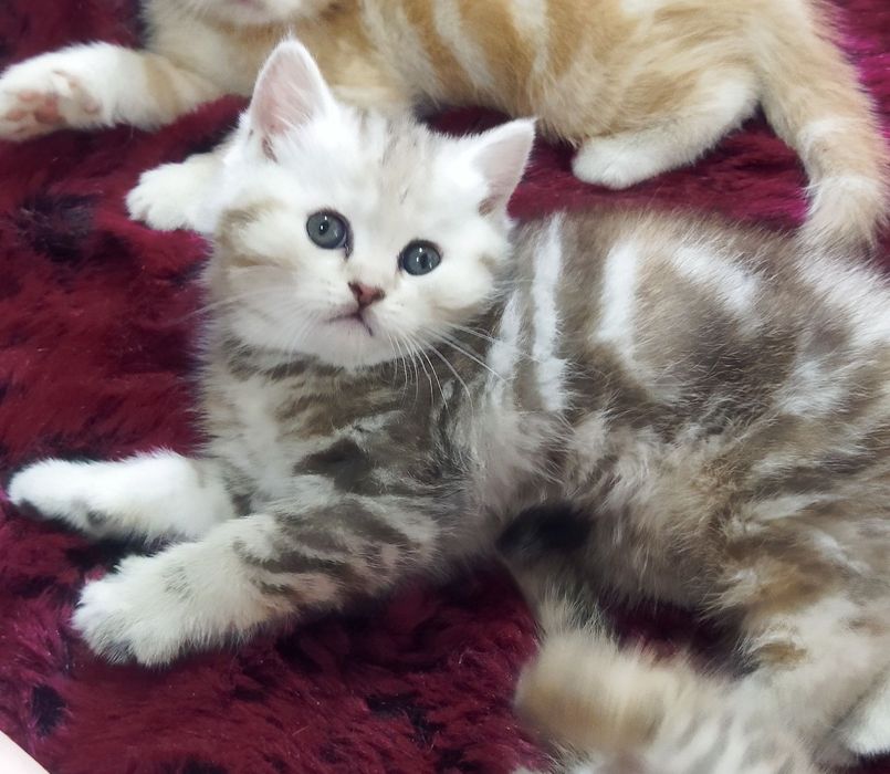 Шотландские котята: 550 000 so’m