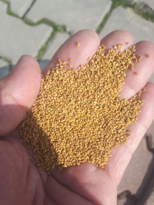 Семена люцерны Семиреченский