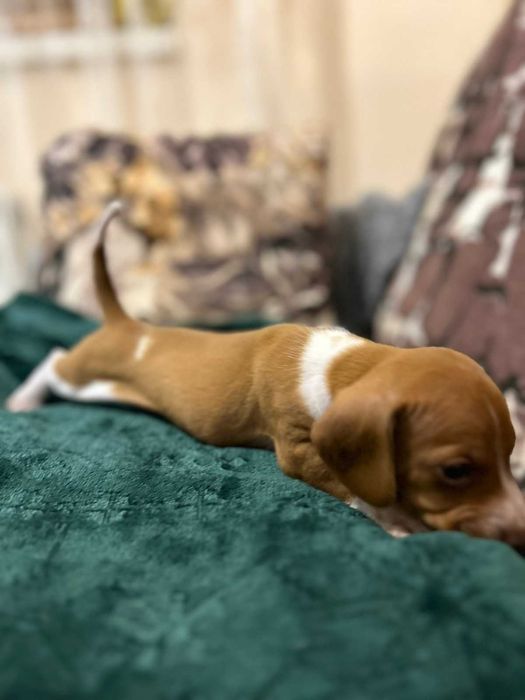 Дакел пиебалд/dachshund piebald