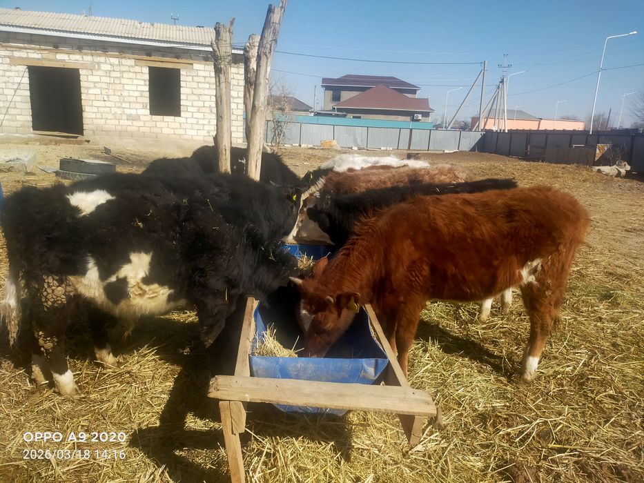 Баспактар сатылады