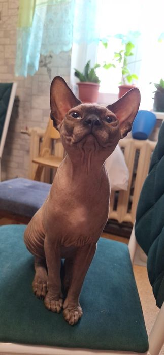 Чистокровный Канадец, мальчик  8 мес.