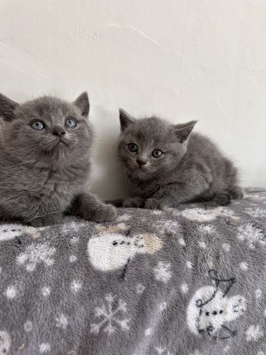 Продам шотладских котят