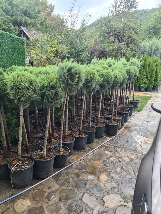 Plante ornamentame