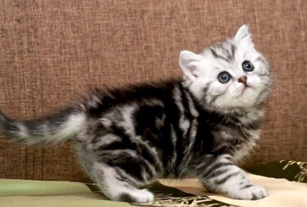 Котята шотландские