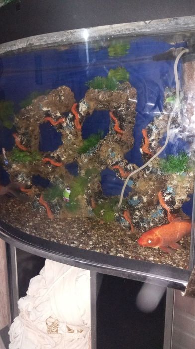 Акварюм продаётся 2 рыбы в подарок