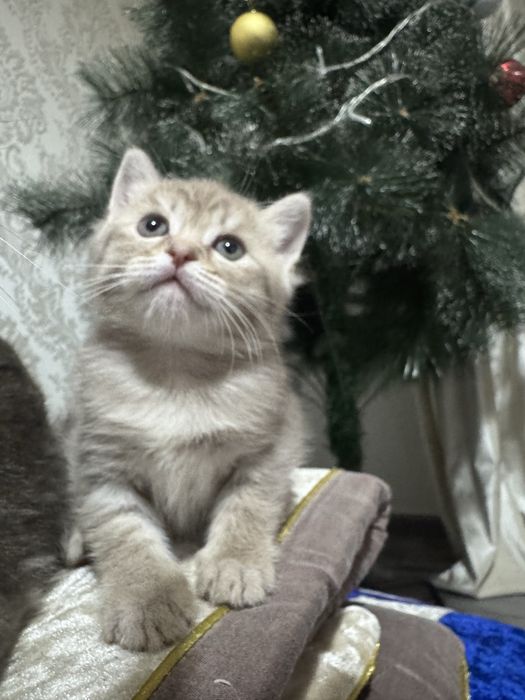 Шотланский котенок страйт девочка беж