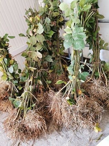 Butași de Mur de Vânzare